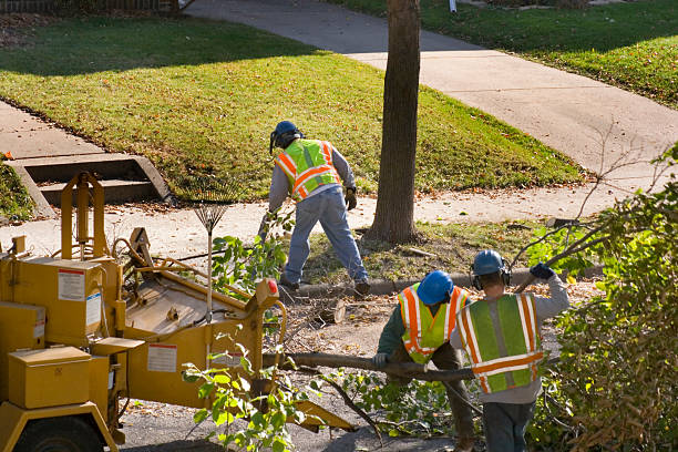 Best Tree Disease Treatment  in Honaker, VA