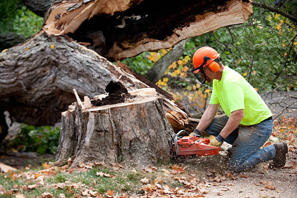 Best Tree Preservation Services  in Honaker, VA